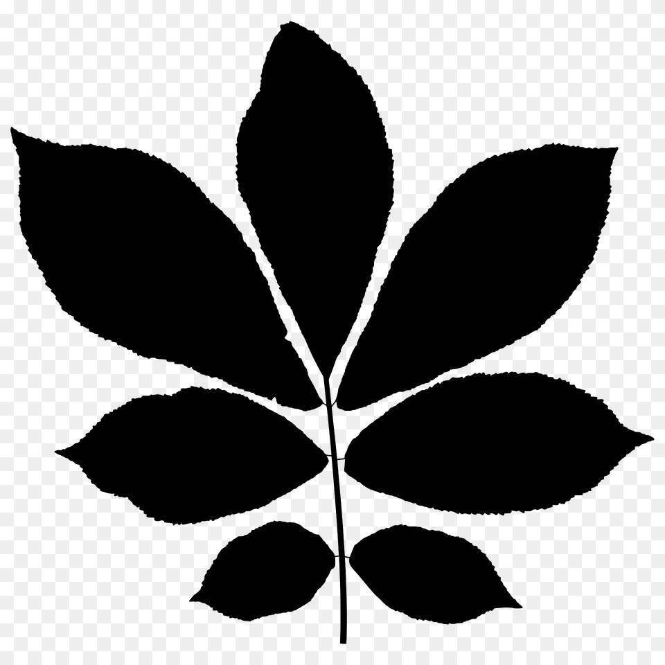 Bitternut Hickory Leaf Silhouette, Plant, Green, Animal, Fish Free Png Download