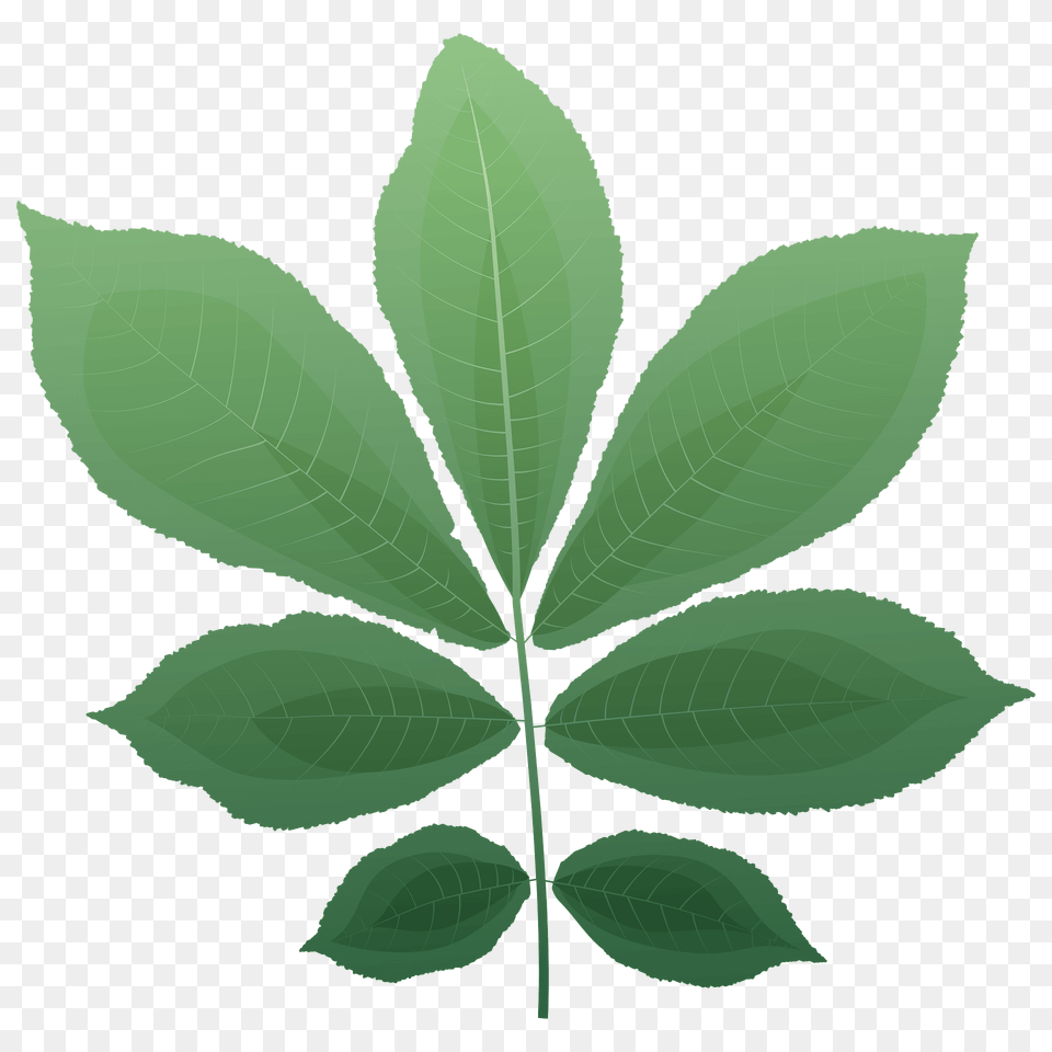 Bitternut Hickory Spring Leaf Clipart, Green, Plant Free Png