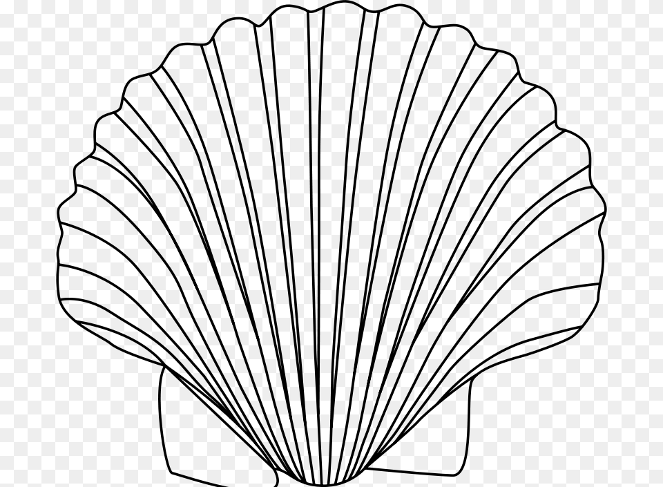 Bivalve, Gray Free Png