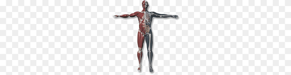 Bizarre Human Body Medical Facts You May Not Know Future Libraries, Cross, Symbol Free Transparent Png