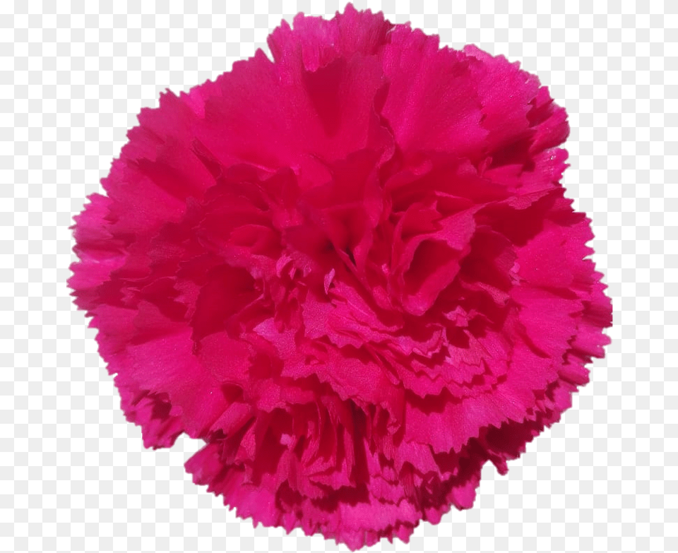 Bizet Carnation Carnation, Flower, Plant, Rose Free Png