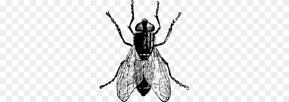Black Animal, Bee, Insect, Invertebrate Png