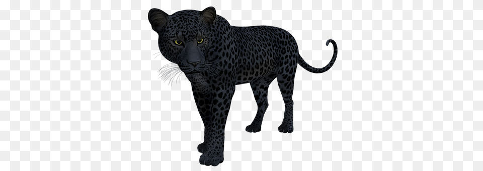 Black Animal, Mammal, Panther, Wildlife Free Png Download