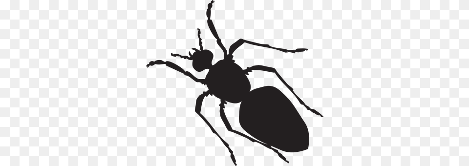 Black Animal, Person, Ant, Insect Png