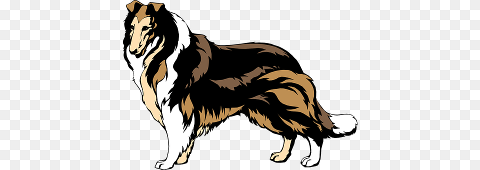 Black Animal, Canine, Collie, Dog Png Image
