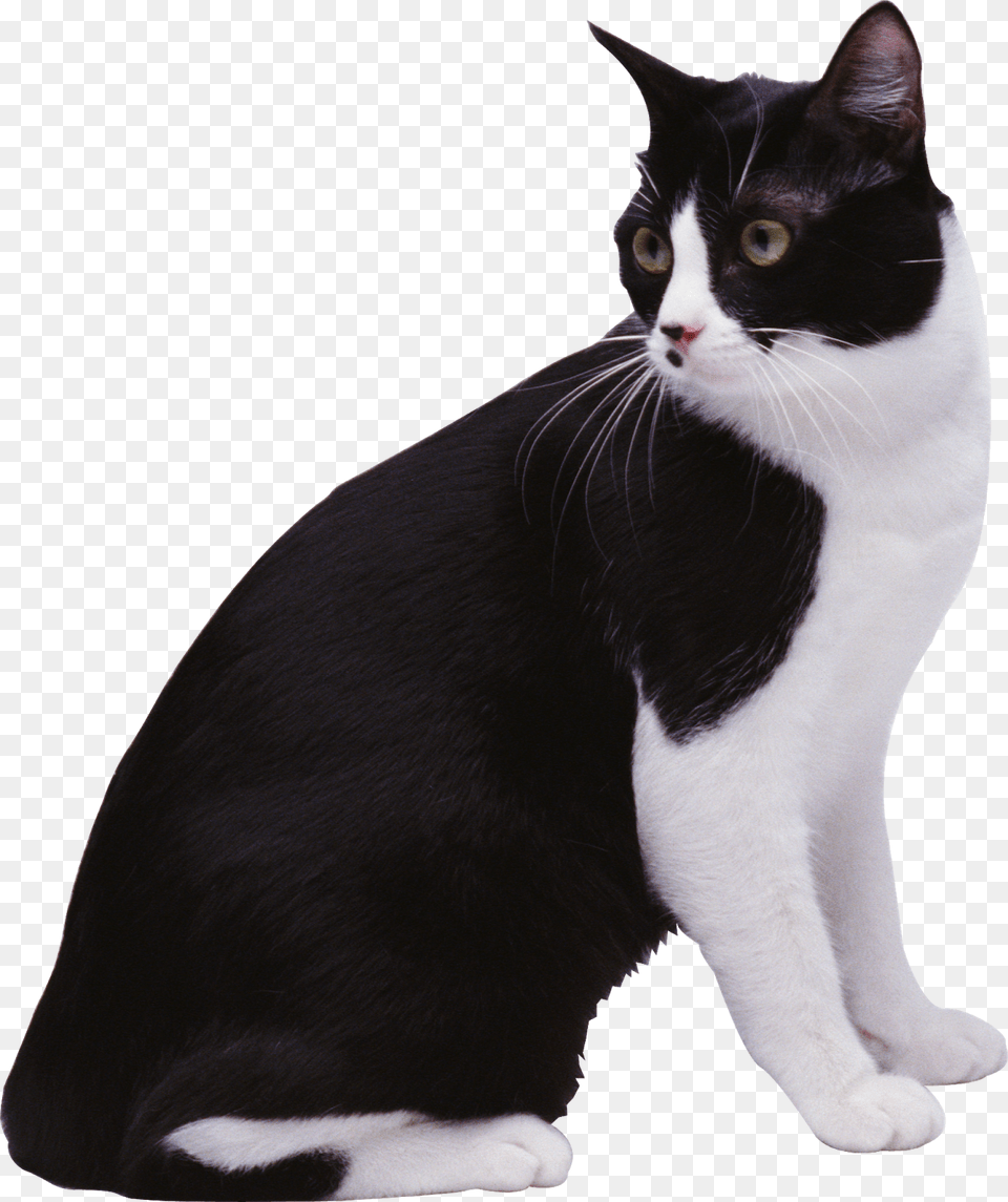 Black Amp White Cat Image Kot Cherno Belij, Animal, Mammal, Manx, Pet Png