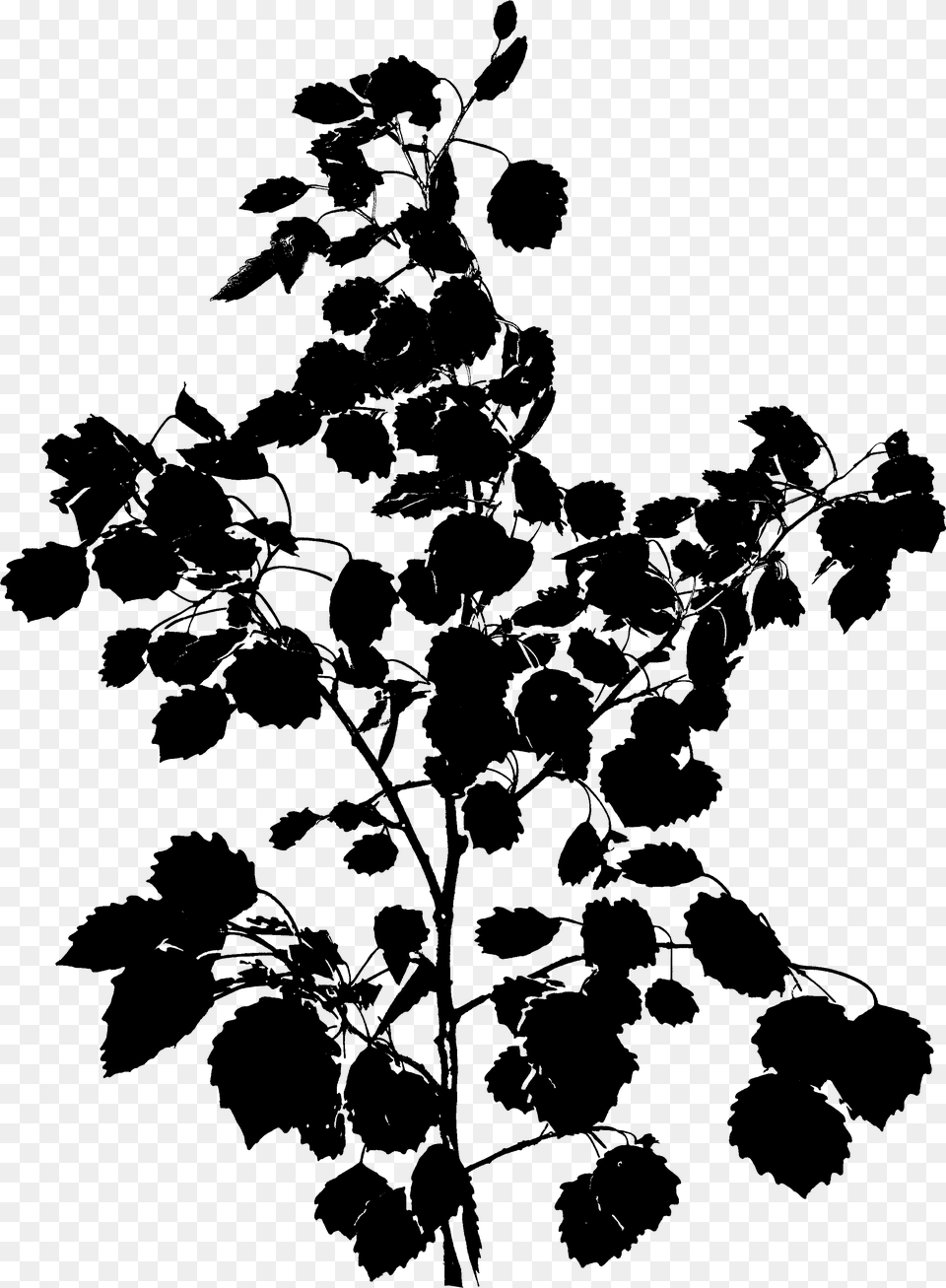 Black Amp White Crape Myrtle, Gray Png Image