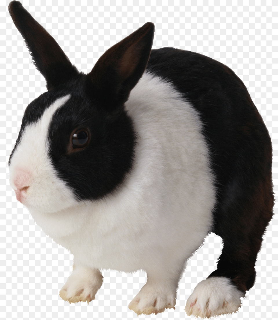 Black Amp White Rabbit, Animal, Mammal, Cat, Pet Free Png