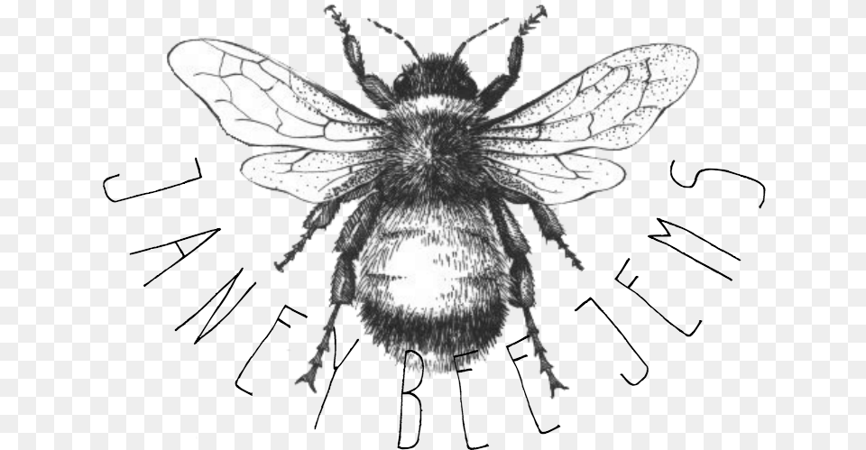 Black And Grey Bumble Bee, Animal, Apidae, Insect, Invertebrate Free Transparent Png