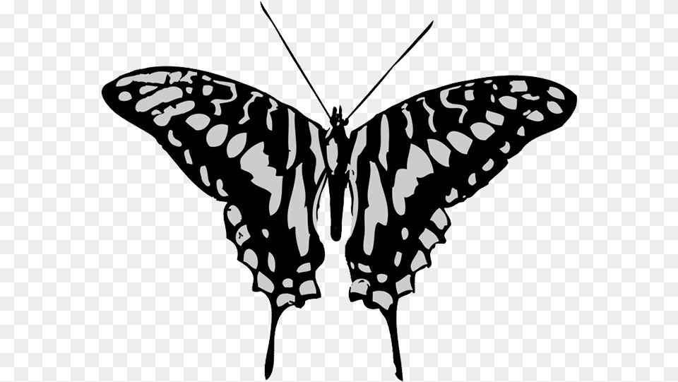 Black And Grey Butterfly Drawing Supplier Generic Exotic Butterflies 1866 Ucalegon Et, Stencil, Animal, Insect, Invertebrate Free Transparent Png