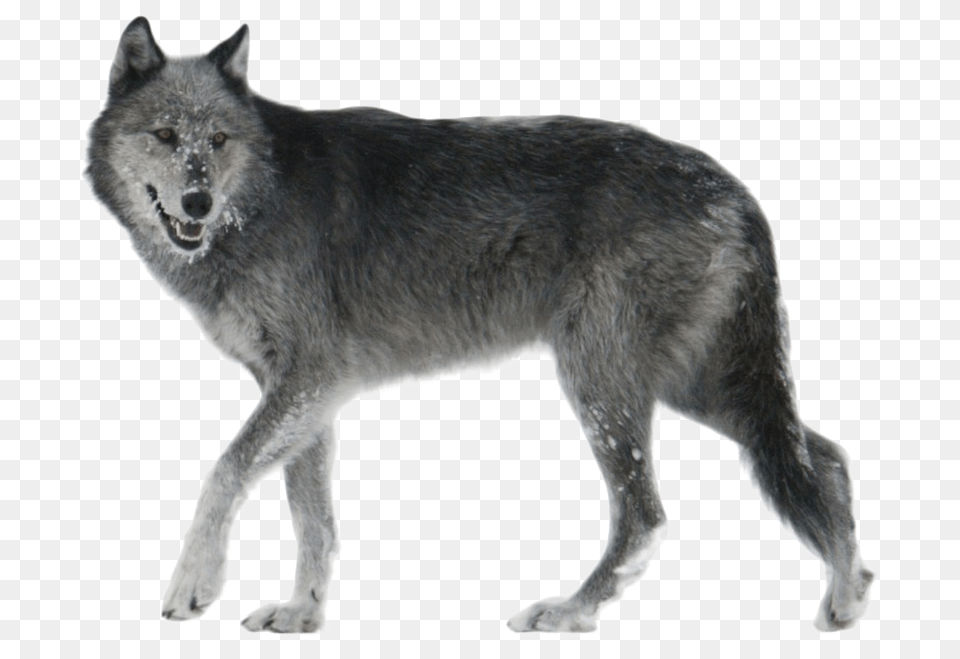 Black And Grey Wolf, Animal, Mammal, Canine, Dog Free Png Download