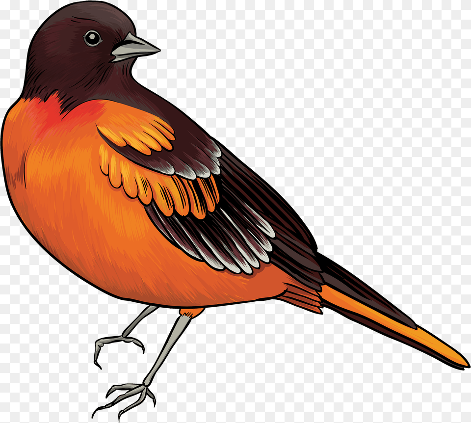 Black And Orange Bird Clipart Clip Art Of Bird, Animal, Finch, Beak Free Png Download