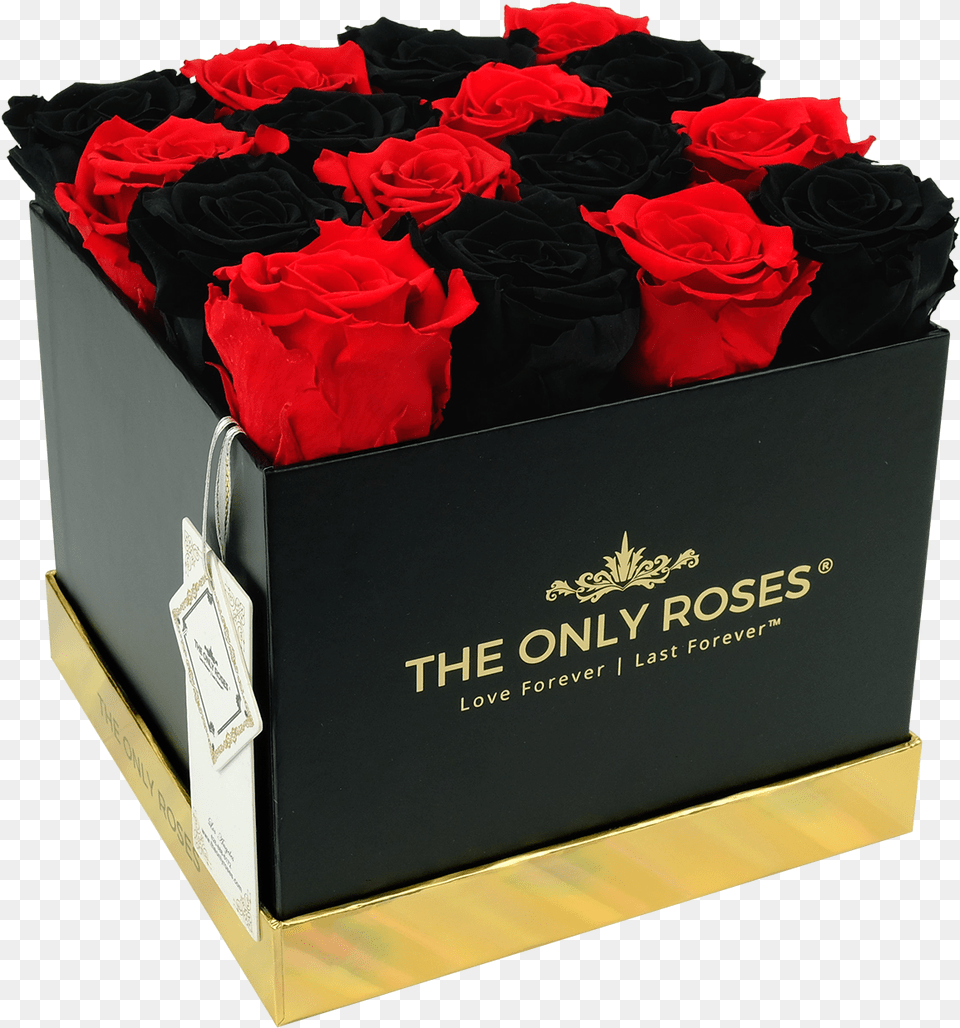 Black And Red Preserved Roses Floribunda, Flower, Plant, Rose, Flower Arrangement Free Transparent Png