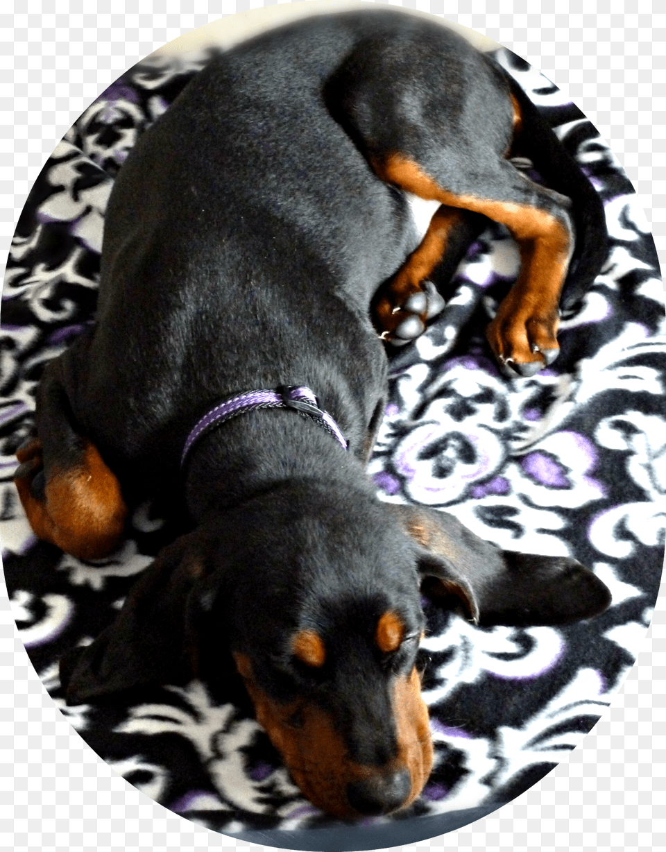 Black And Tan Coonhound Puppy Sleeping Age 5 Months Black And Tan Coonhound, Animal, Canine, Dog, Mammal Free Transparent Png