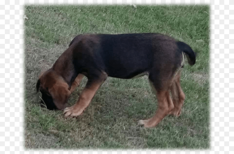 Black And Tan Mastiff Lyme Hall Hunting Dog, Animal, Canine, Hound, Mammal Free Png