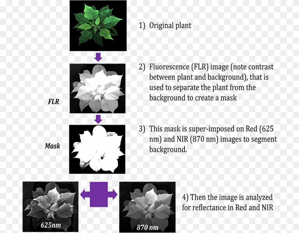 Black And White, Leaf, Plant, Flower, Petal Free Transparent Png