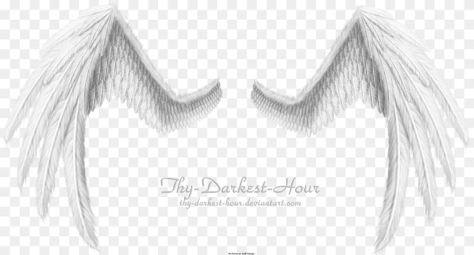 Black And White Angel Wings Drawing, Animal, Bird Free Transparent Png