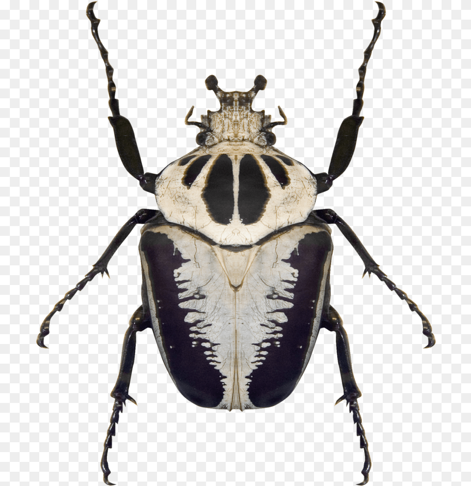 Black And White Beetle, Animal, Insect, Invertebrate, Dung Beetle Free Png Download