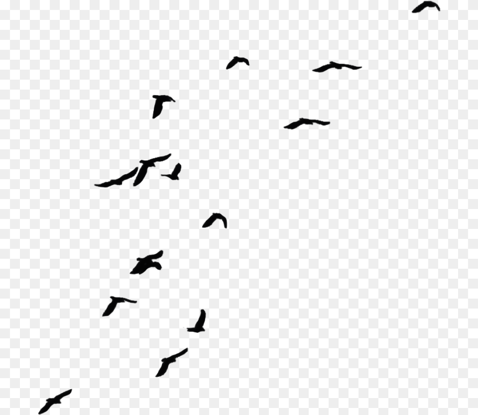 Black And White Bird Transparent Background Cow, Animal, Flying, Flock, Silhouette Png