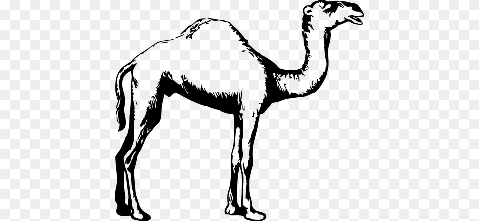 Black And White Camel Illustration, Gray Free Transparent Png