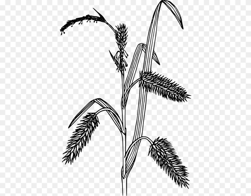 Black And White Carex Hystericina Grasses Computer Sedges Clipart Black And White, Gray Free Png