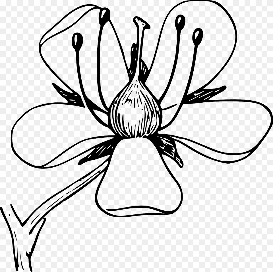 Black And White Clip Art Flower Diagram, Plant, Drawing, Orchid Png Image