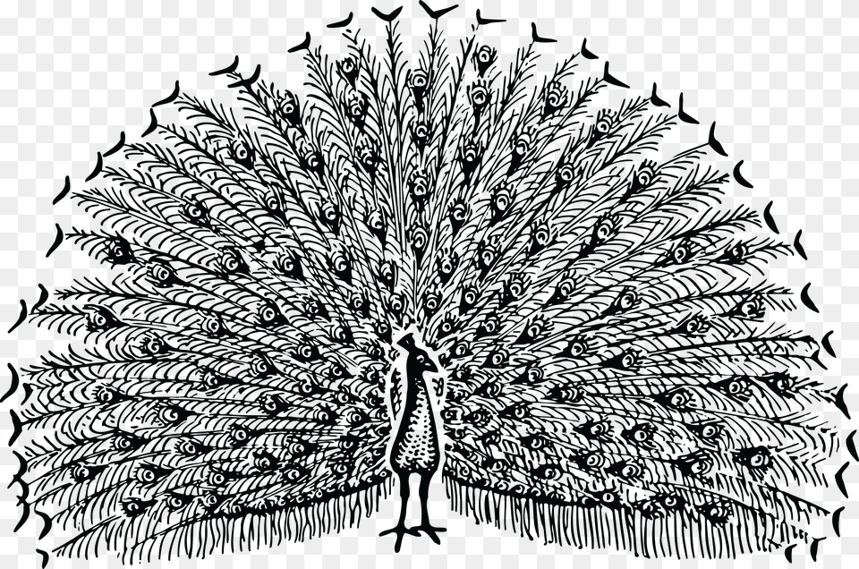 Black And White Clip Art Images Of Peacock, Pattern Png Image