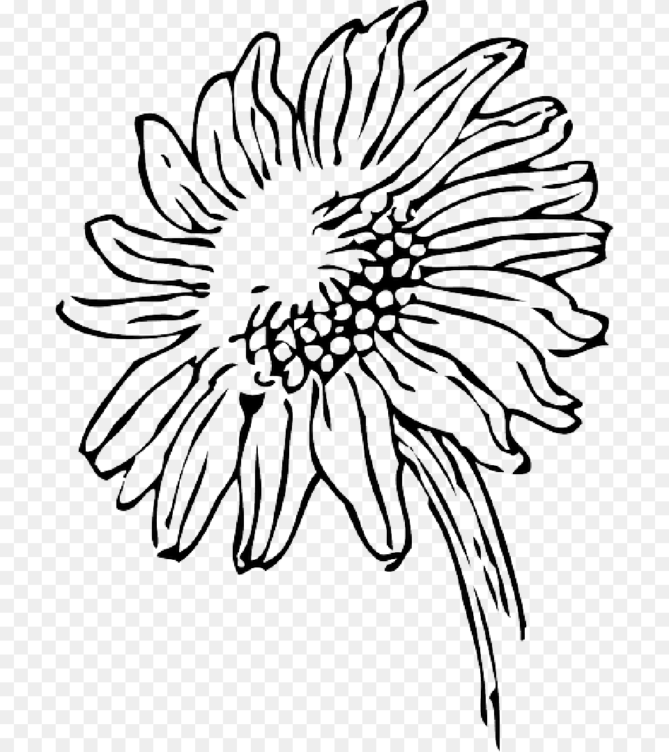 Black And White Clipart Sun Clip Black And White Sun Sunflower Clipart Black And White, Daisy, Flower, Plant, Art Free Transparent Png