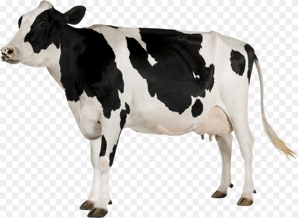 Black And White Cow Cow With White Background, Animal, Cattle, Dairy Cow, Livestock Free Png