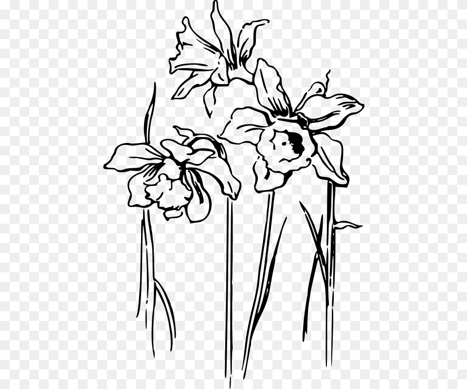 Black And White Daffodil Clipart, Gray Free Transparent Png
