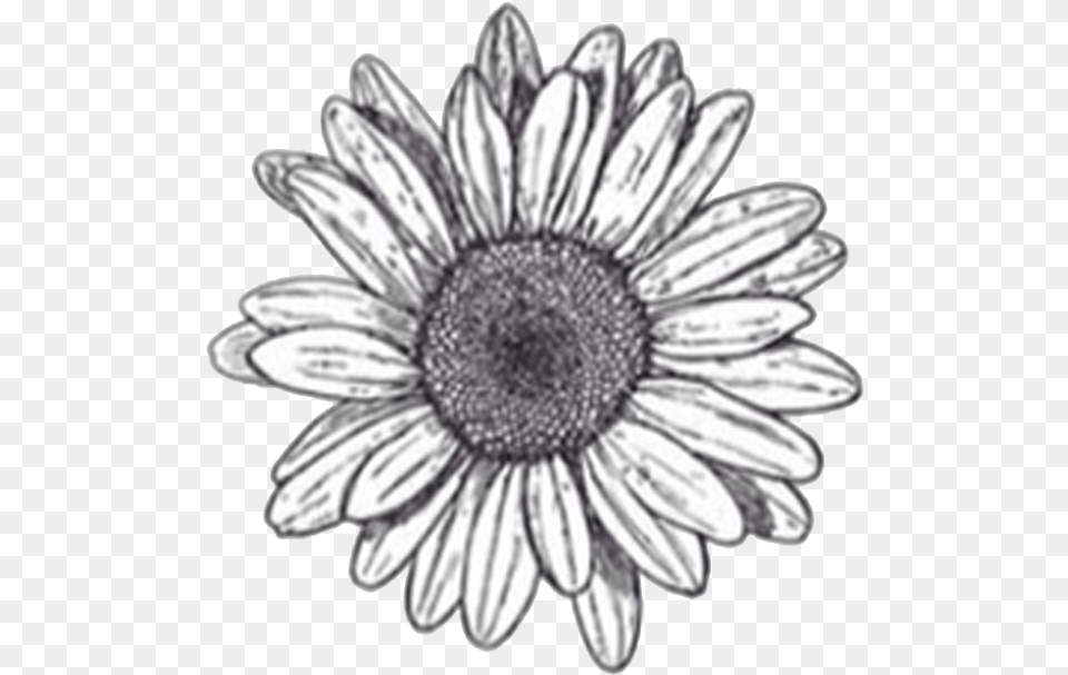 Black And White Daisy Transparent Background Flower Clipart Stickers Black And White Flowers, Plant, Sunflower Png Image