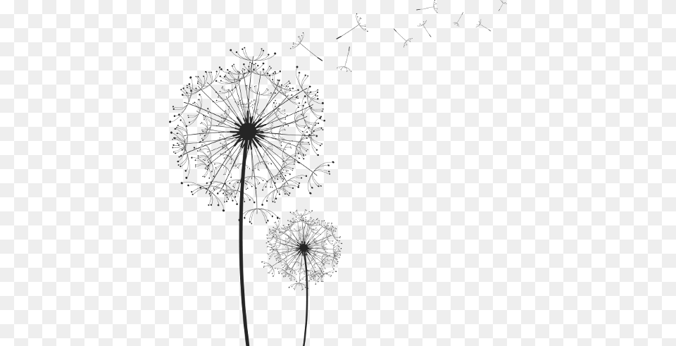 Black And White Dandelion Heads, Flower, Plant Free Png Download