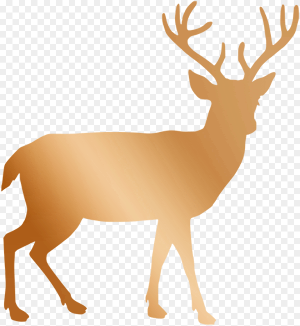 Black And White Deer Clipart, Animal, Elk, Mammal, Wildlife Png