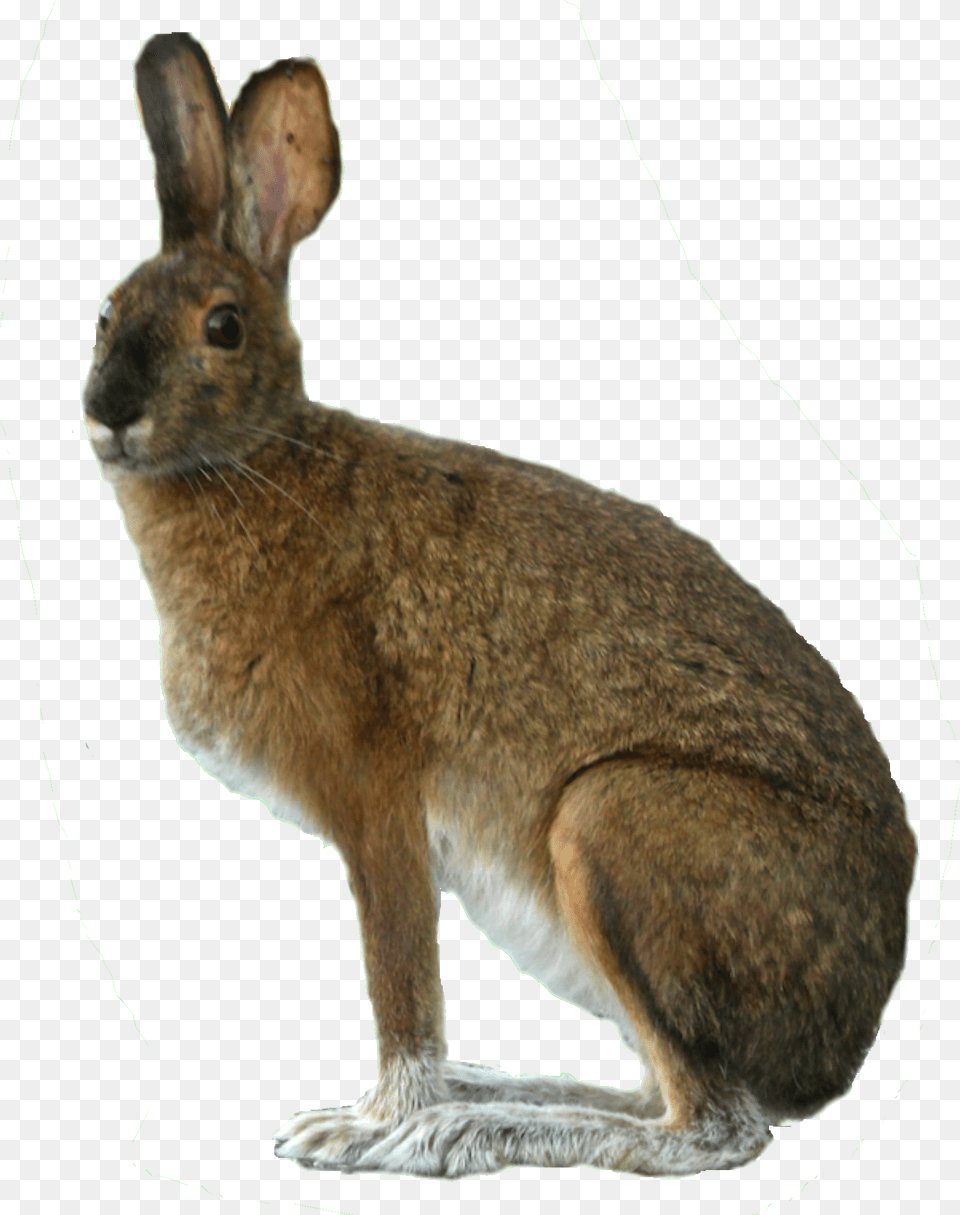 Black And White Download We Like It Why Should This, Animal, Hare, Mammal, Rodent Free Transparent Png