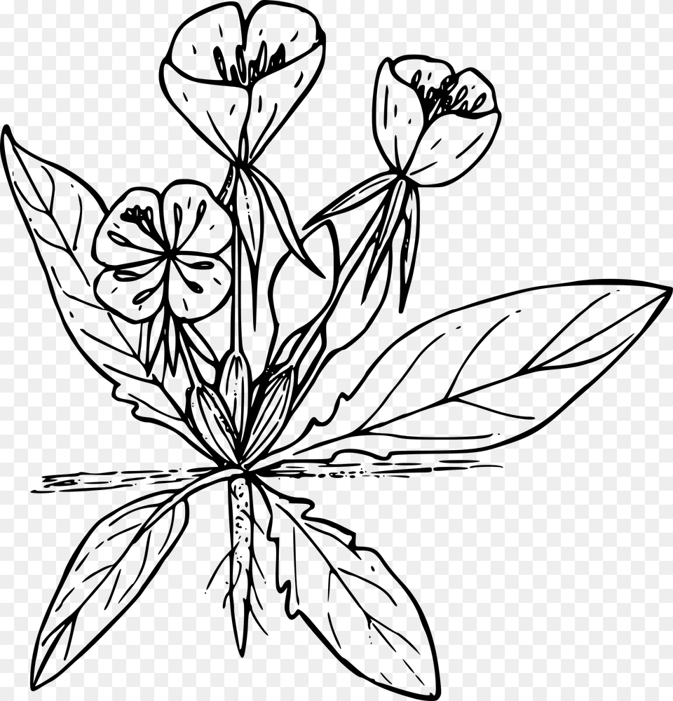 Black And White Drawing Of A Wild Flower Image Line Drawn Wildflowers, Gray Free Transparent Png