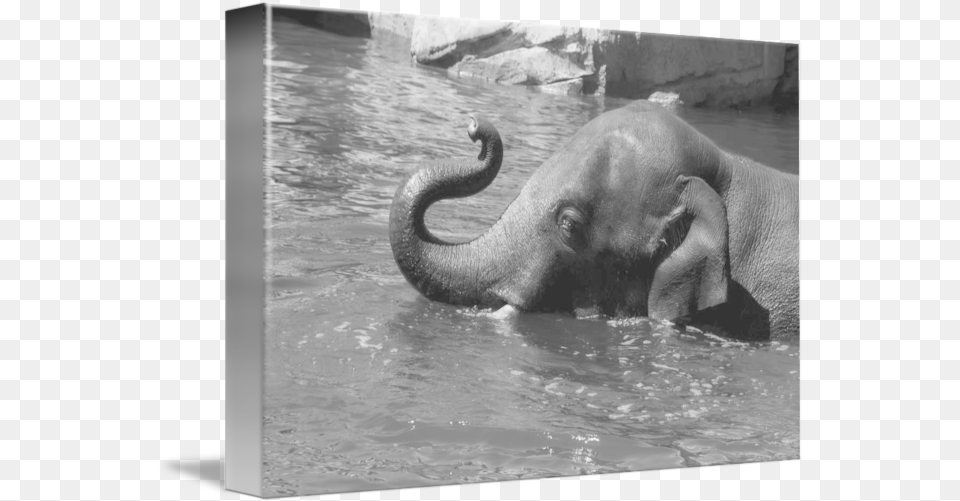 Black And White Elephant In Water By Elle Arden, Animal, Mammal, Wildlife Free Png Download