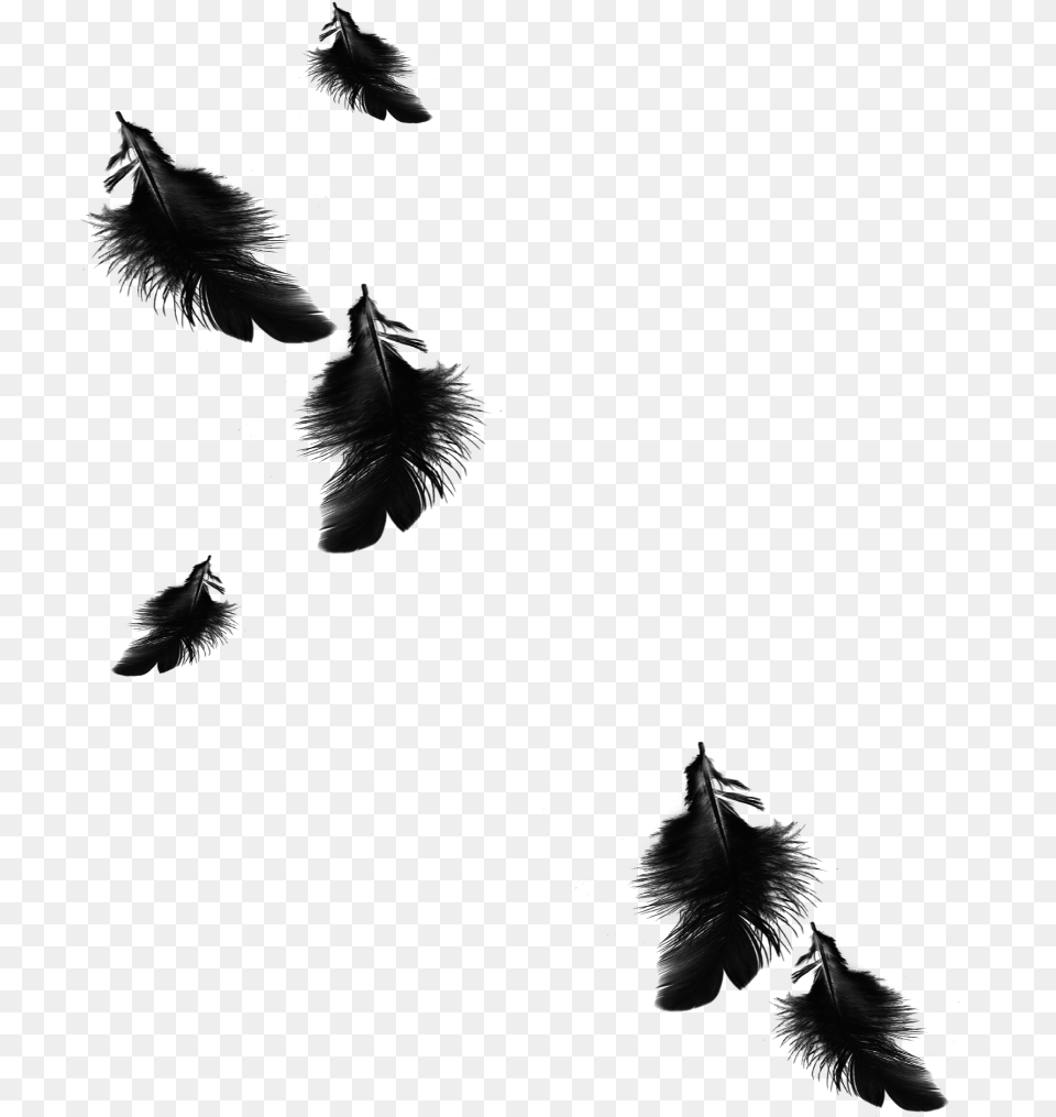 Black And White Feather, Silhouette Png