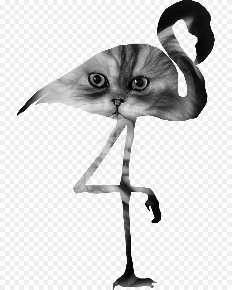 Black And White Flamingo Clipart, Baby, Person, Animal, Cat Png