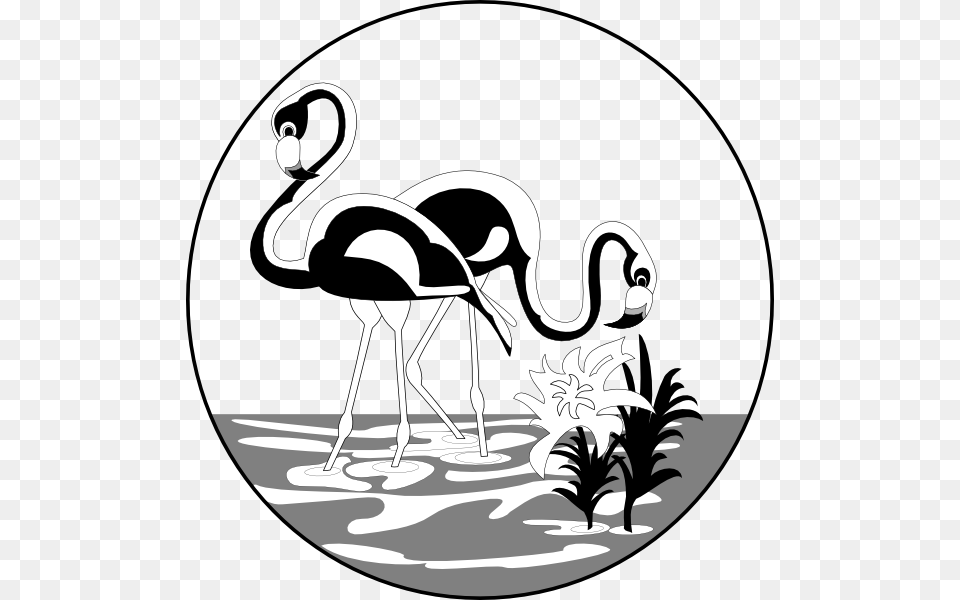 Black And White Flamingos Flamencos Dibujos, Animal, Bird, Flamingo, Adult Free Transparent Png