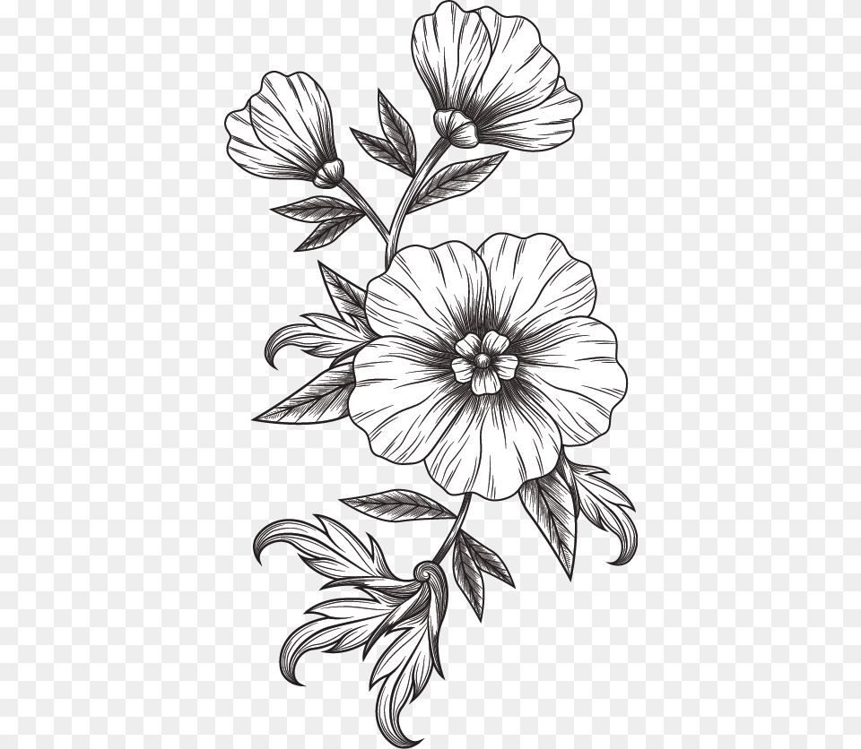 Black And White Flower, Art, Drawing, Floral Design, Graphics Png