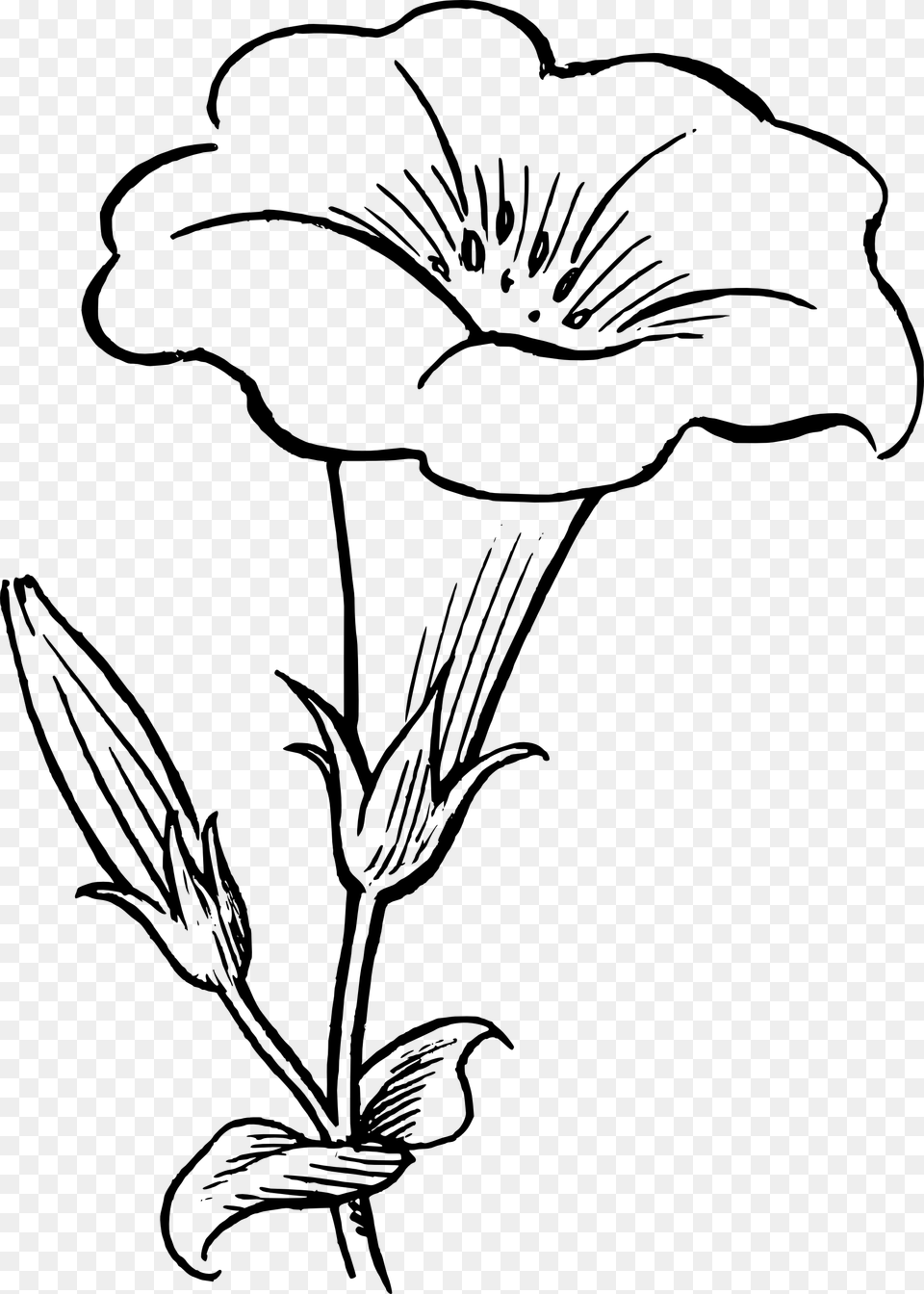 Black And White Flower Drawing, Plant, Art, Animal, Bird Free Transparent Png