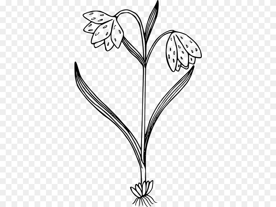 Black And White Flower Plant Clipart, Gray Free Png Download