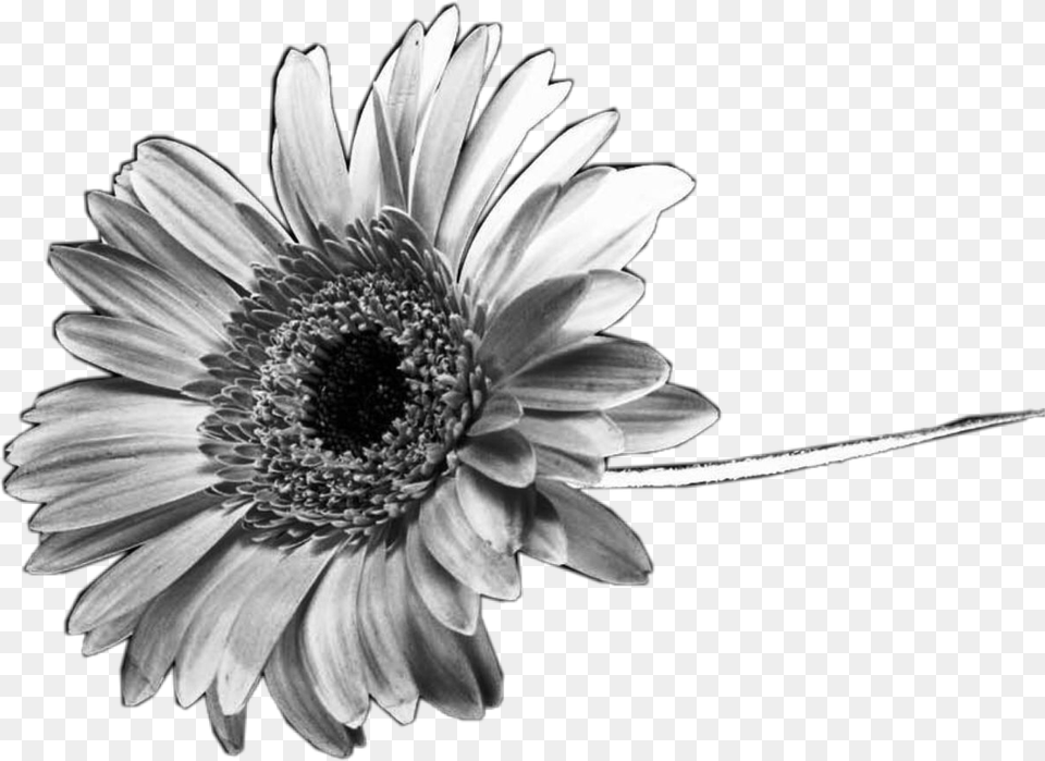 Black And White Flowers Black And White Sunflower, Daisy, Flower, Petal, Plant Free Png