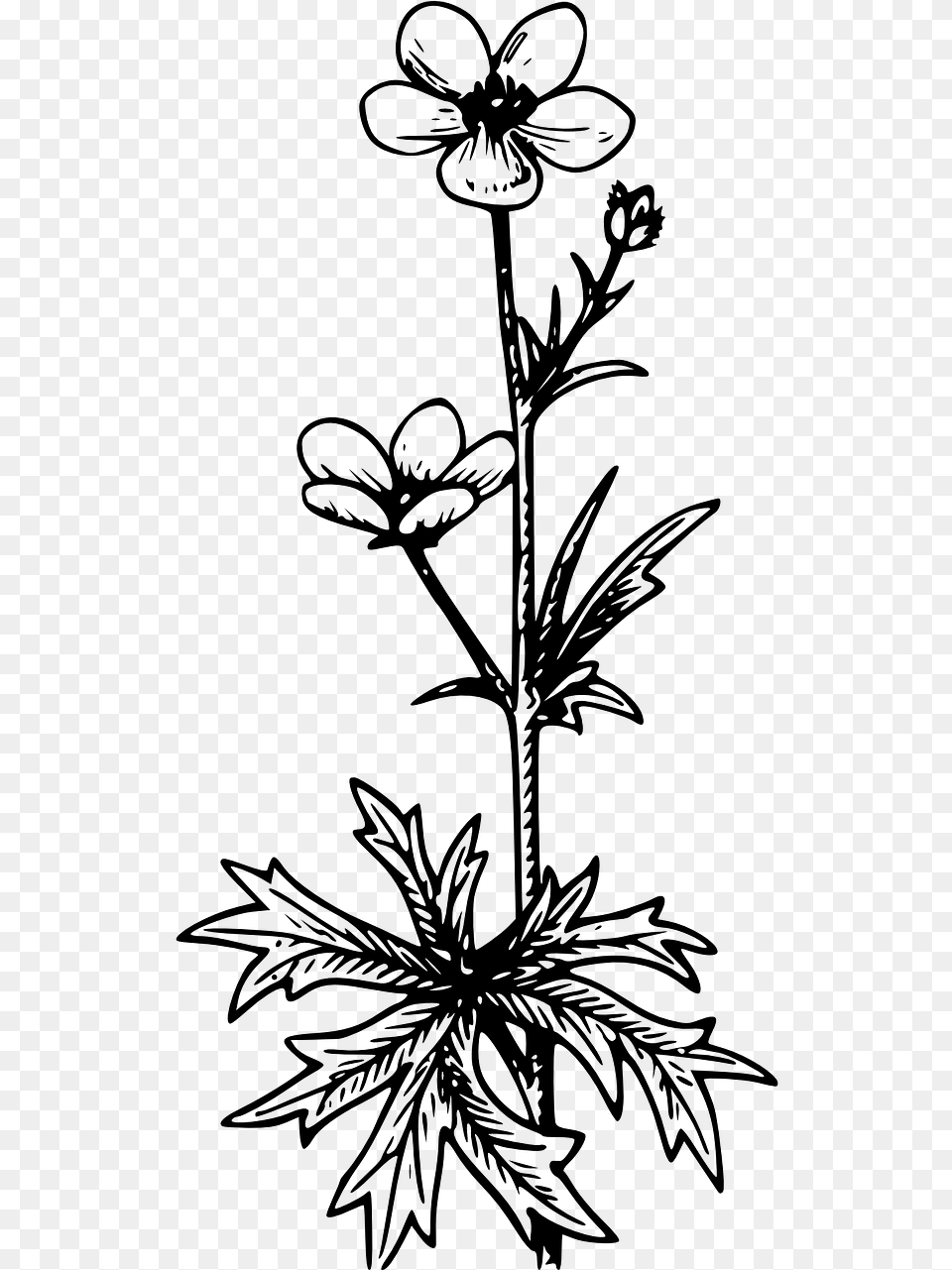 Black And White Flowers Transparent Tattoo, Gray Png