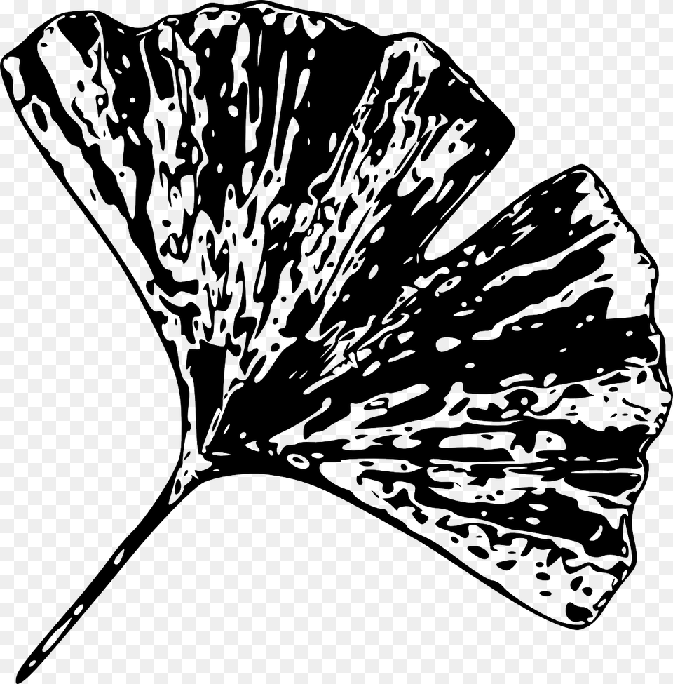 Black And White Gingko Leaf, Plant, Flower, Petal, Art Free Png Download