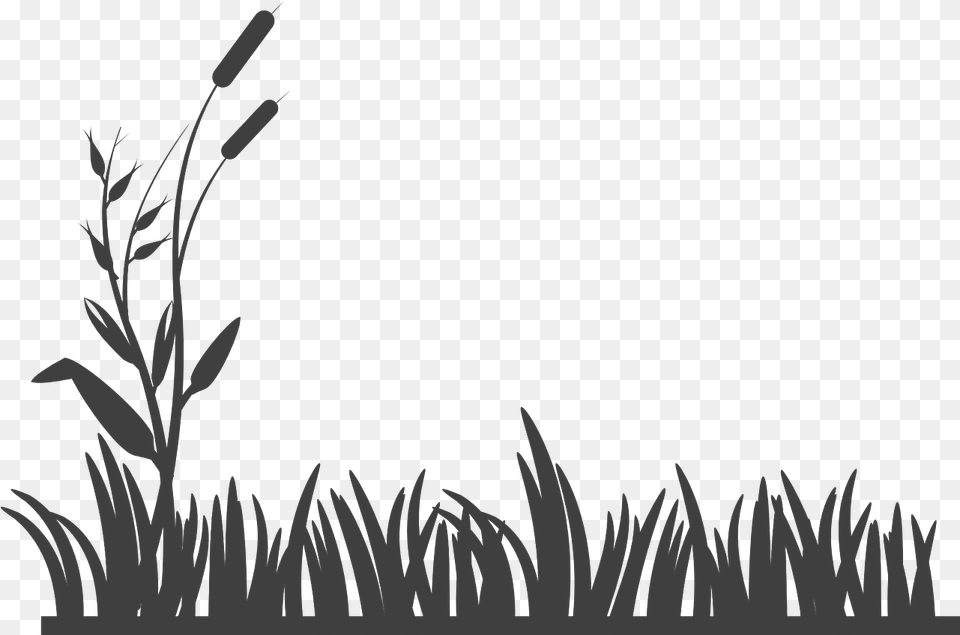 Black And White Grass, Plant, Art, Graphics, Floral Design Free Png Download