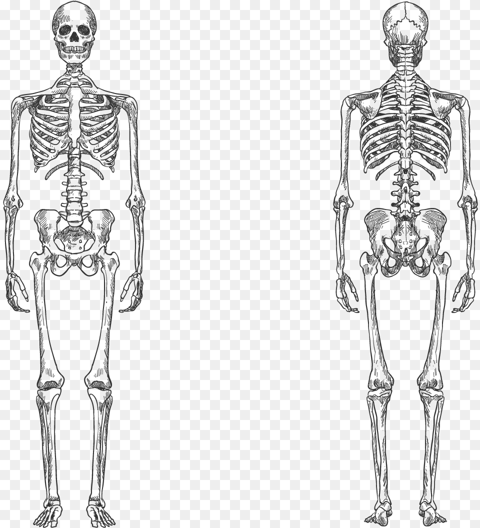 Black And White Human Skeleton, Person, Face, Head Free Png Download
