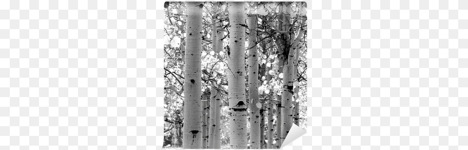 Black And White Of Aspen Trees Wall Mural Pixers Wall Decal, Grove, Land, Nature, Outdoors Png Image