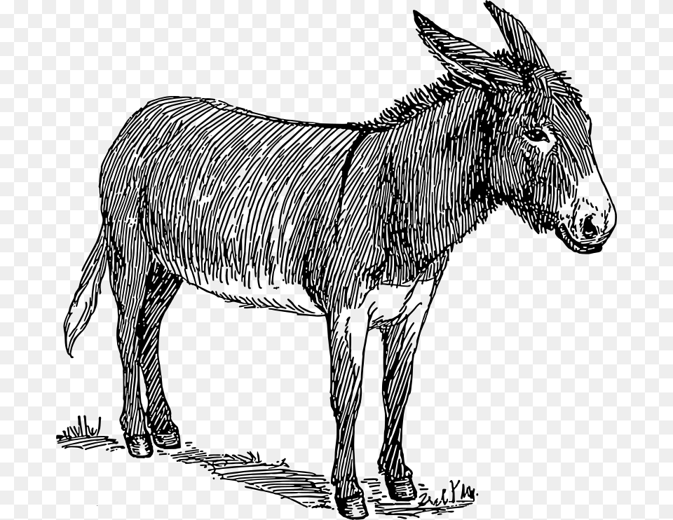 Black And White Of Donkey, Gray Png Image