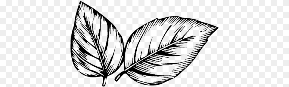 Black And White Images Leaves Line Art, Leaf, Plant, Drawing Png